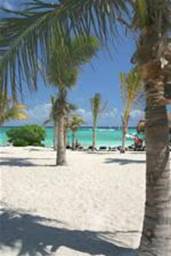 cancun beach and trees