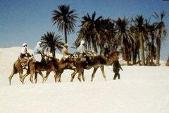 camels in the desert of tunisa